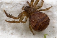 Une femelle (Araneae - Thomisidae - Ozyptila sanctuaria) 
